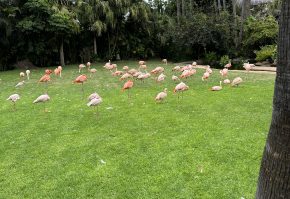 Krówki express - personalizowane - 1 KG realizacja 24h!